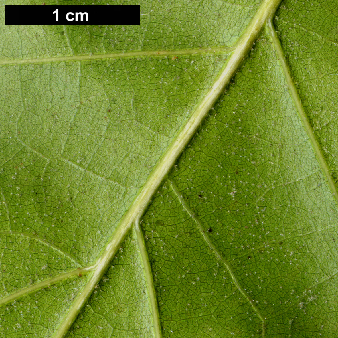 High resolution image: Family: Fagaceae - Genus: Quercus - Taxon: ×morehus (Q.kellogii × Q.wislizeni)